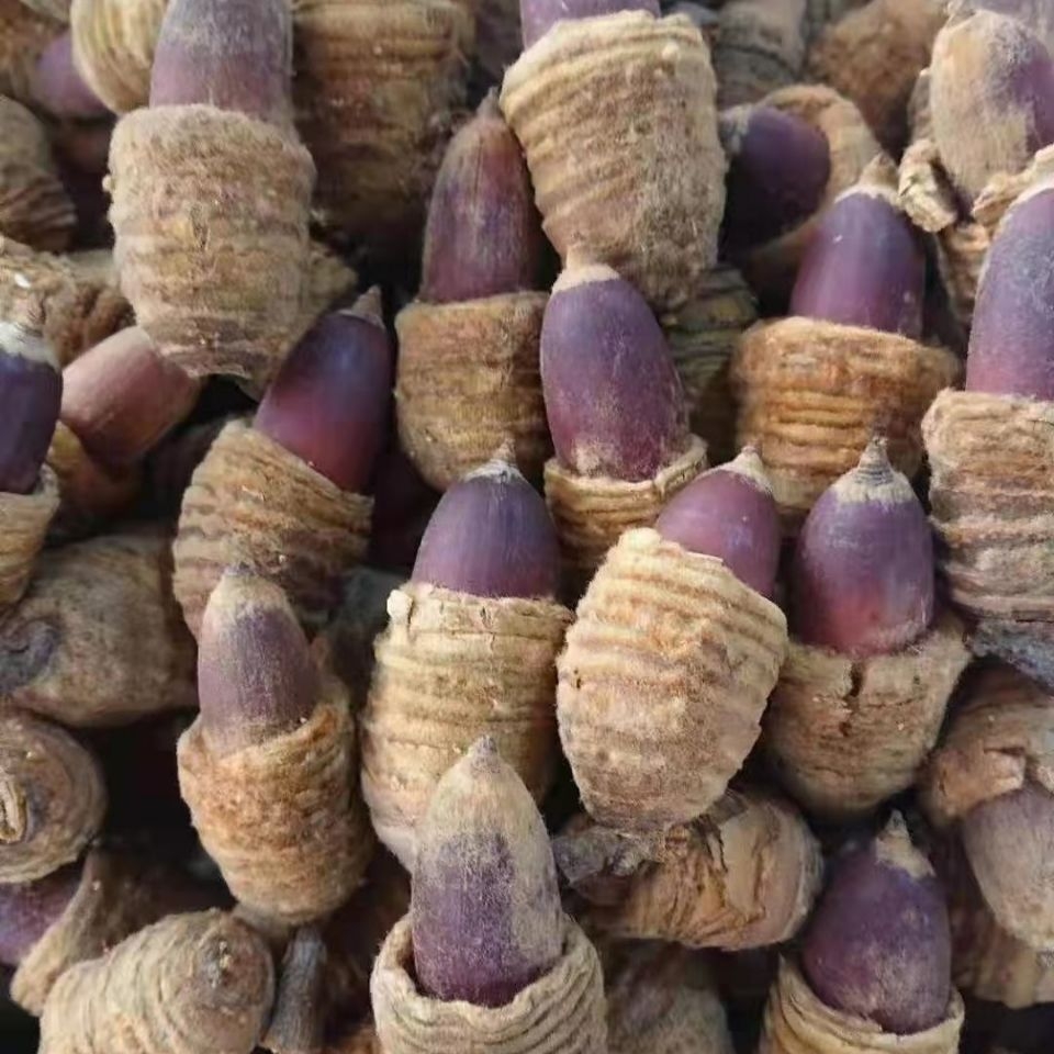 虎鞭狗鞭果包云南苗家毛毛凸型风流男人泡酒其他药食同源食品