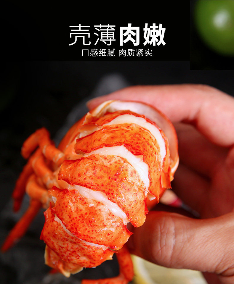 鲜活龙虾波士顿大龙澳洲澳龙特大波龙奥龙波斯顿活虾