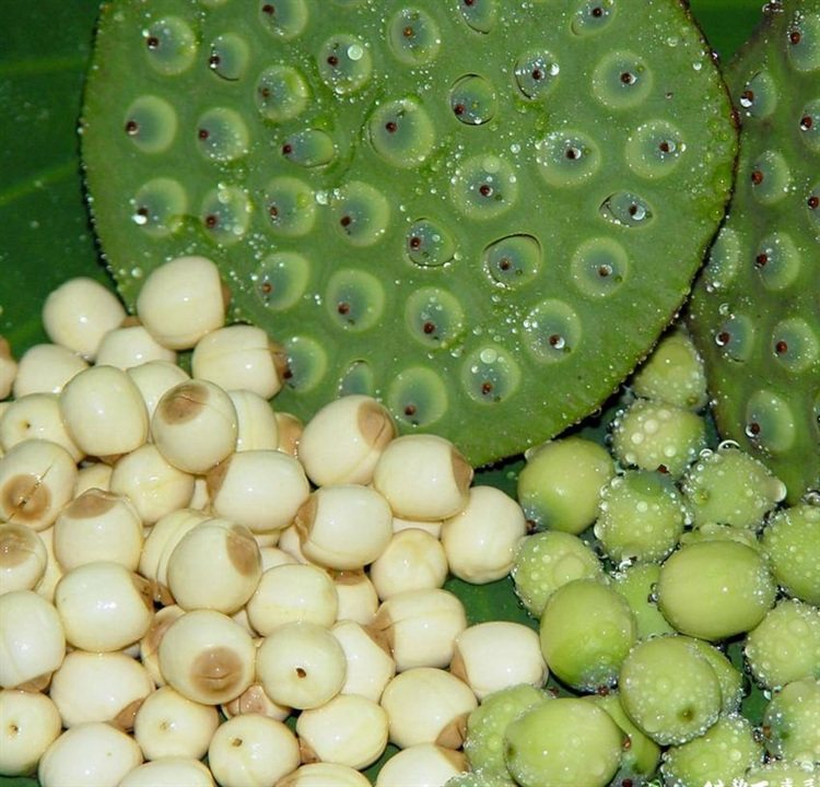 莲子新鲜嫩零食顺丰装嫩1斤莲蓬不带水果生吃新鲜莲蓬