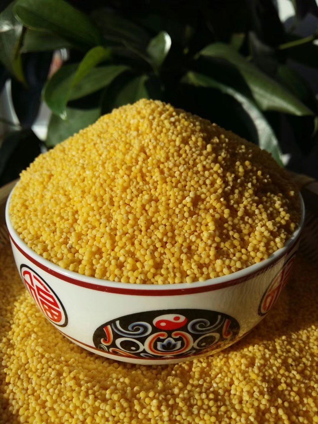 小米2020东北北新米黄5斤农家自产杂粮月子其它干货