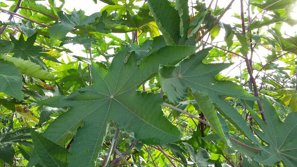 新鲜蓖麻叶大麻子叶篦麻叶牛蓖草麻八麻子籽天然祛毒通痹民间偏方