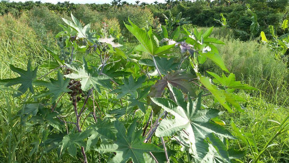 新鲜蓖麻叶大麻子叶篦麻叶牛蓖草麻八麻子籽天然祛毒通痹民间偏方