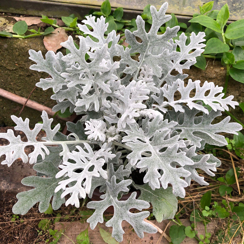 叶菊银叶雪叶盆栽耐寒耐热四季花卉绿植阳台时令草本花卉
