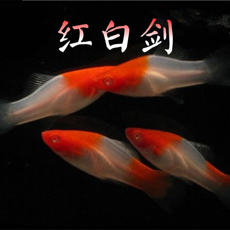 剑鱼易养红白风水招财胎生鱼红红箭鱼花鳉科鱼