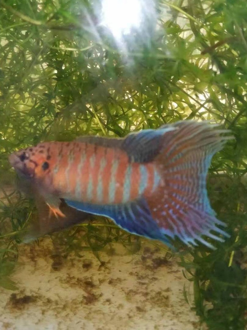 斗鱼中国活体热带普叉蓝叉无纹原鱼菩萨鱼花鱼