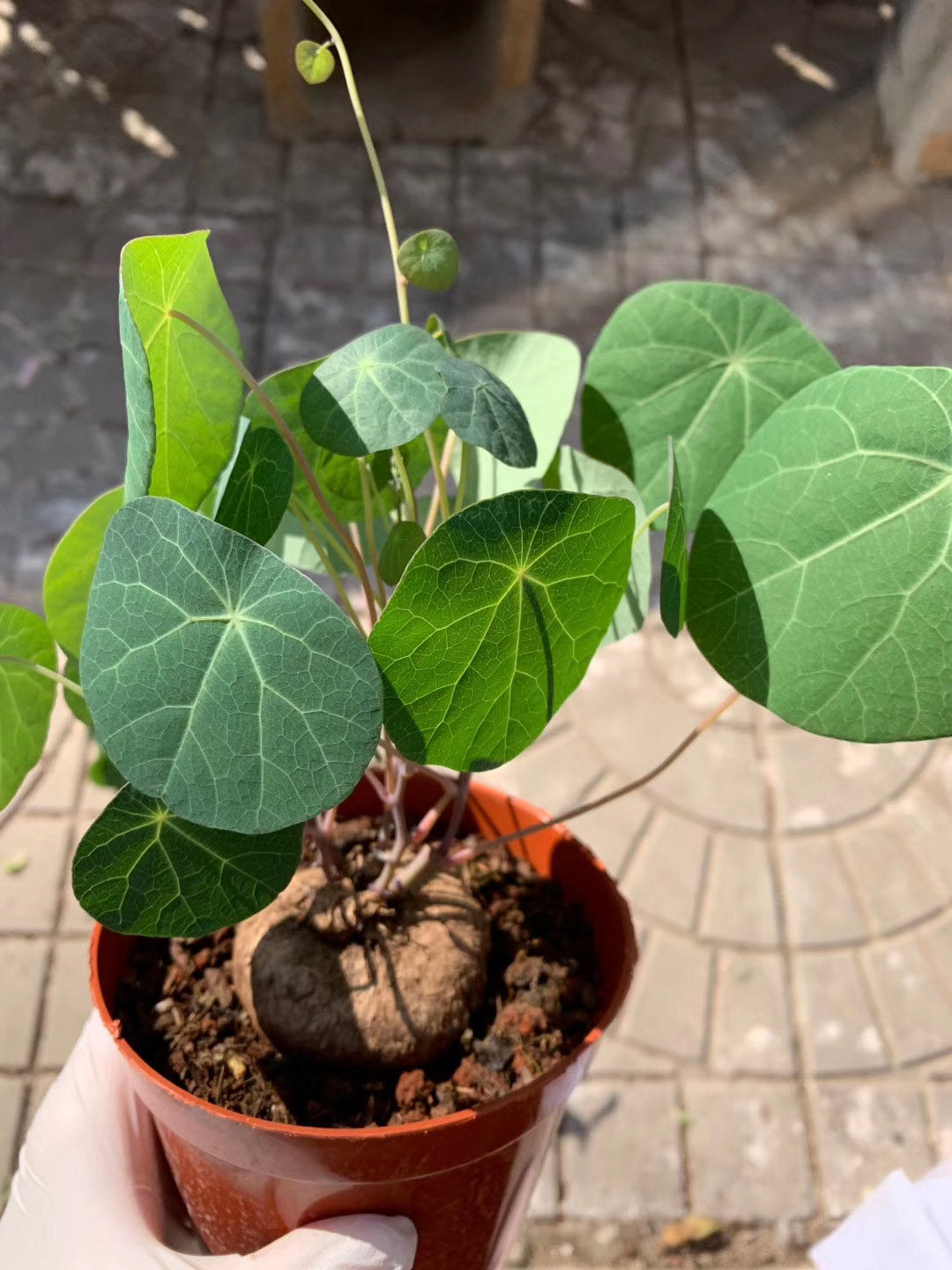 招财龟山乌龟金不换地不容圆叶爬藤块根网红植物盆栽绿植露露花园