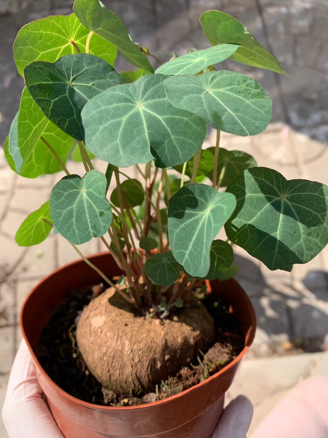 招财龟山乌龟金不换不容圆叶爬藤块根网红植物绿植