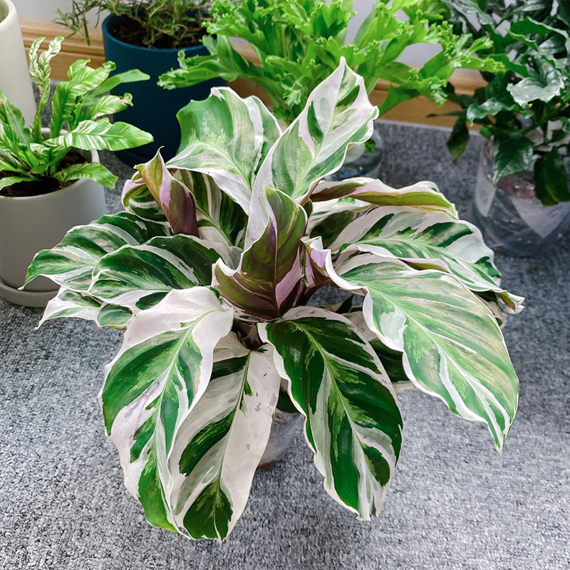 荷兰叶植物露露好养盆栽植物外观进口室内外室内绿植