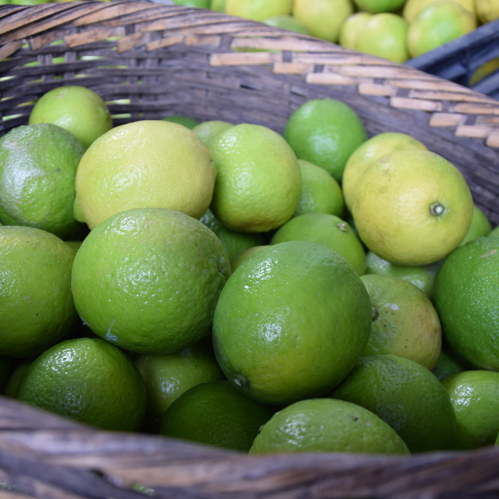 缅甸青柠檬不苦的塔希提无籽柠檬新鲜现摘现发3斤包邮皮薄多汁