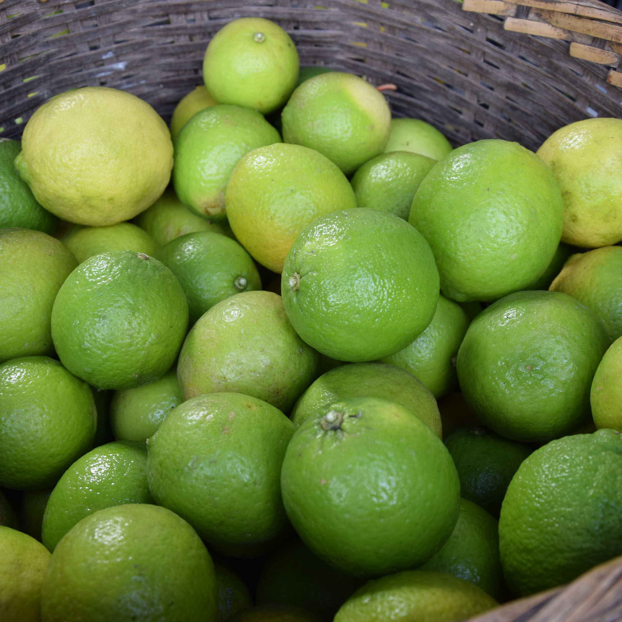 缅甸青柠檬不苦的塔希提无籽柠檬新鲜现摘现发3斤包邮皮薄多汁