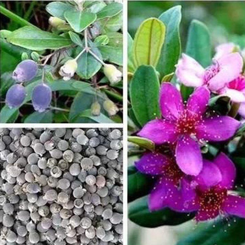 广西野生山果棯干泡500g干桃金娘果岗菍多尼其他药食同源食品