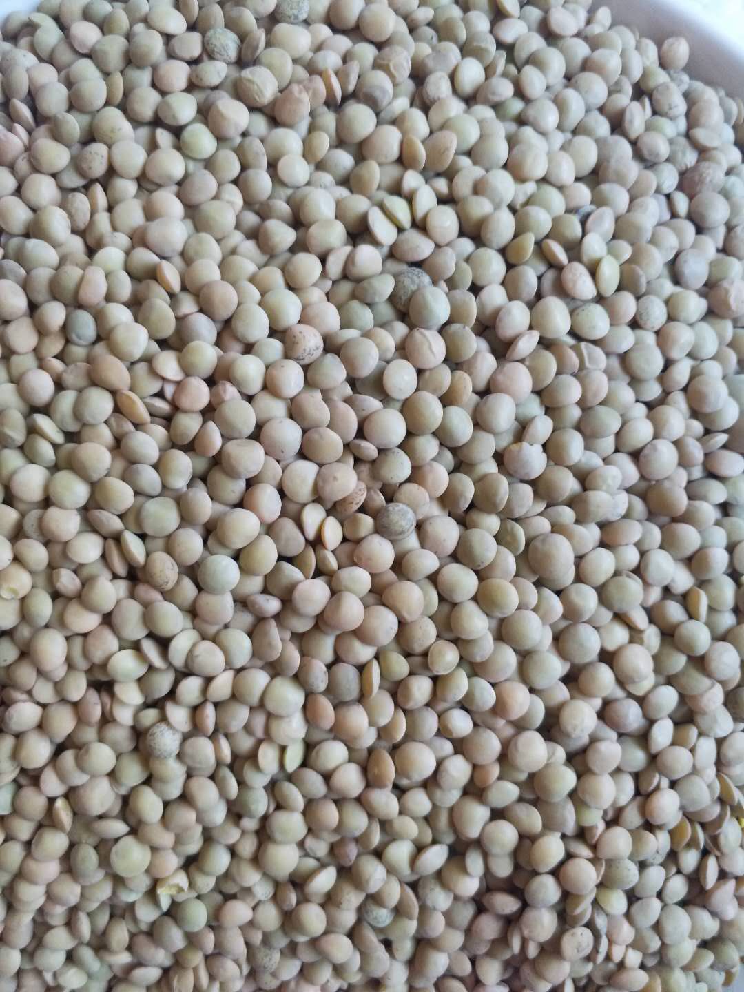 云南昭通美食金豌豆小豌豆滨豆凉粉原料颗粒18.8元 1000克2斤 包邮 - 