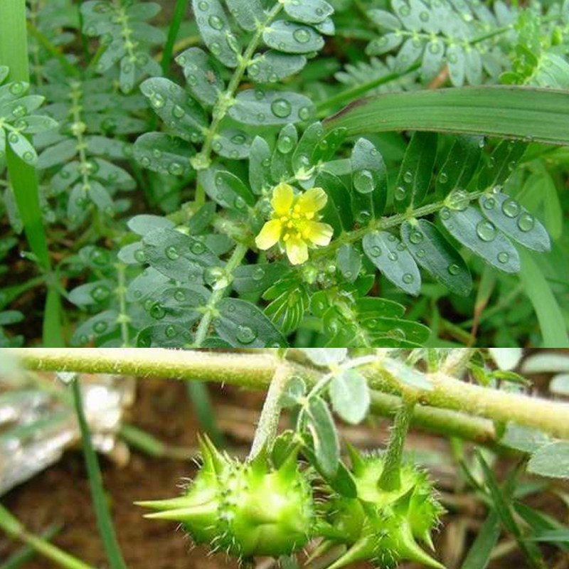 蒺藜包邮现货速溶免煎100g浓缩白蒺藜提取物送量勺饲料添加剂
