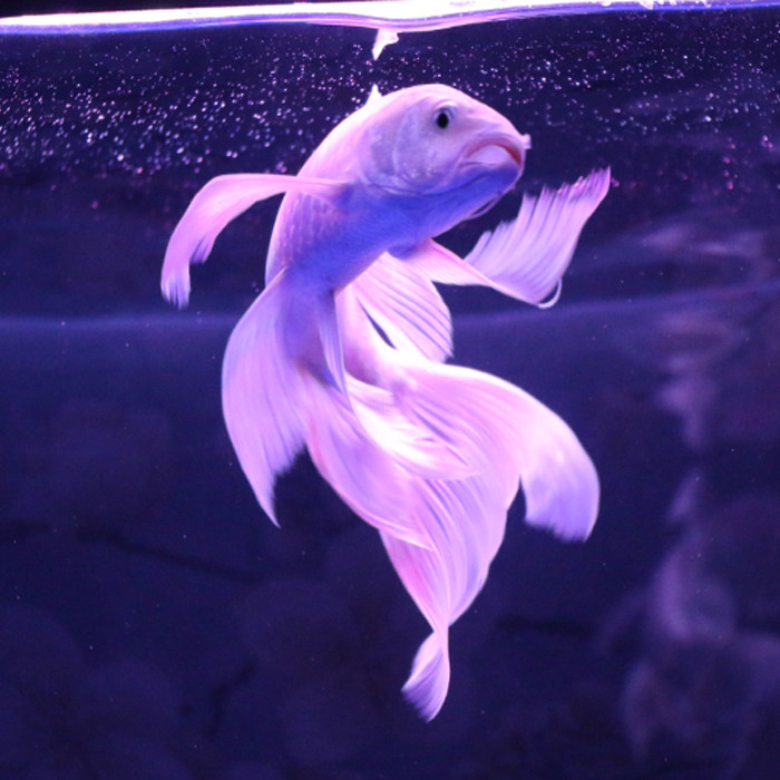 台湾蝴蝶鲤白金龙凤鲤龙鱼配鱼大鳍大尾贵妃蝴蝶锦鲤活体包邮包活