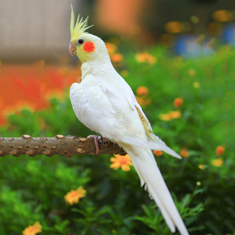 鹦鹉玄凤幼鸟派一对宠物玄风黄化说话包说话繁殖鸟