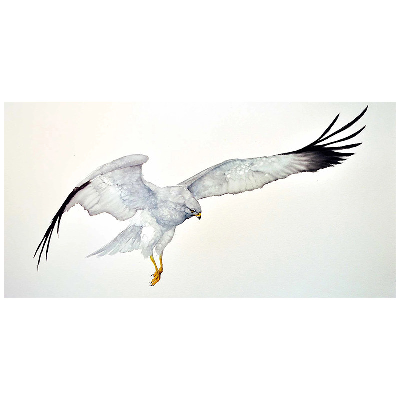 现代简约矛隼白隼海东青水墨老鹰猛禽客厅房间挂画现代装饰画