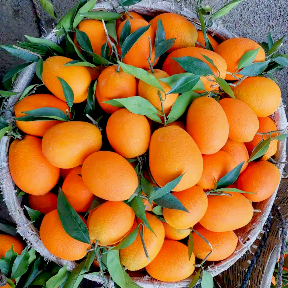 正宗重庆奉节脐橙新鲜孕妇水果荷尔10斤整箱橙