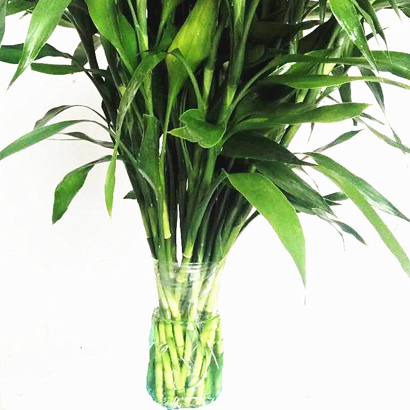 大叶带根富贵竹水竹水培植物盆栽玻璃花瓶绿植绿植