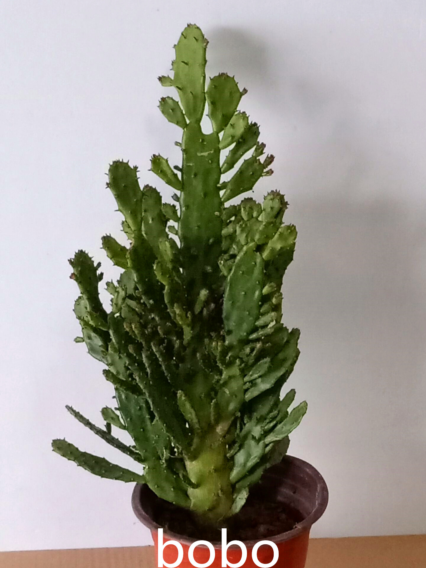 室内阳台绿植花卉仙人掌千佛手多肉植物千手观音盆栽多肉植物
