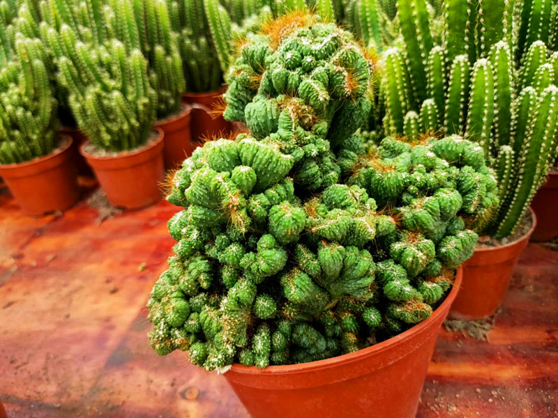 虎头山影仙人山罗汉仙人掌类沙生多肉植物盆栽花卉多肉植物