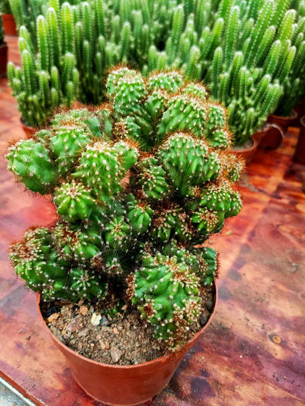 虎头山影仙人山罗汉仙人掌类沙生多肉植物盆栽花卉多肉植物