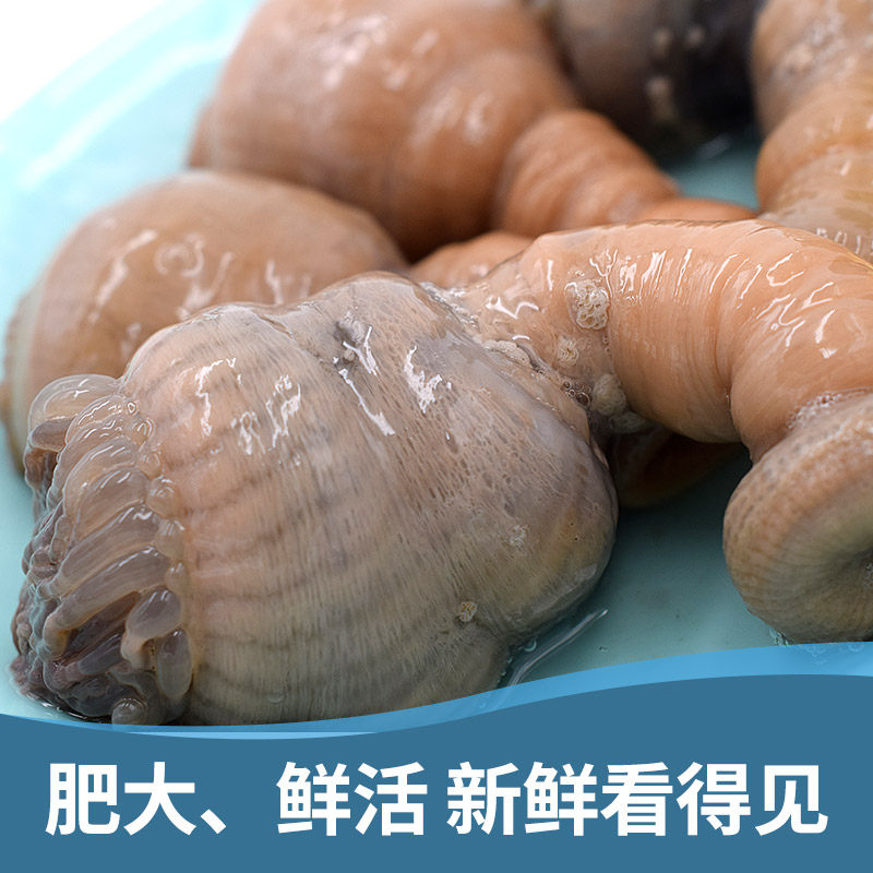 鲜活沙蒜 海葵 海肠子 新鲜水产煲汤鲜美 海卵子石浦舟山海鲜750g