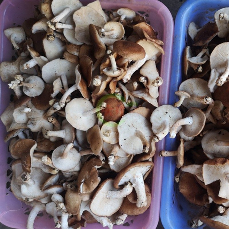 现货新鲜野生香菇500g小鸡炖蘑菇云南特产新鲜野生菌纯野生香菇