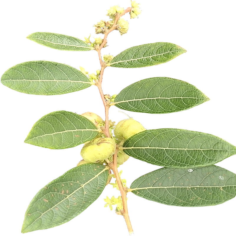 野生新鲜草药材漆大姑 漆大伯 野南瓜 算盘子根叶 洗澡 漆大姑苗