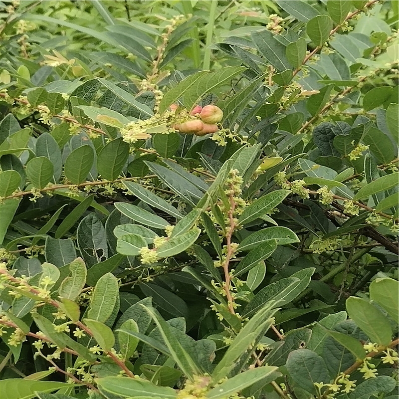新鲜野生中药材算盘子根野南瓜根馒头果算盘珠漆大姑纯根5oog包邮