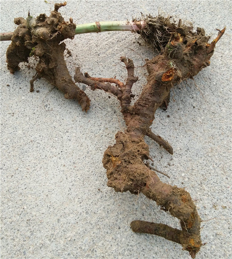 新鲜虎杖根正品酸筒杆大接骨苦杖花斑斑竹中药材其他药食同源食品