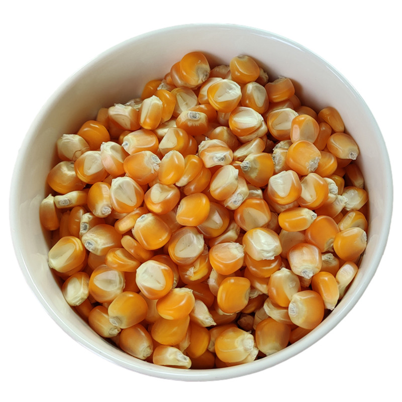 传统农家包谷子可留种贵州种子自留玉米粒转基因玉米玉米