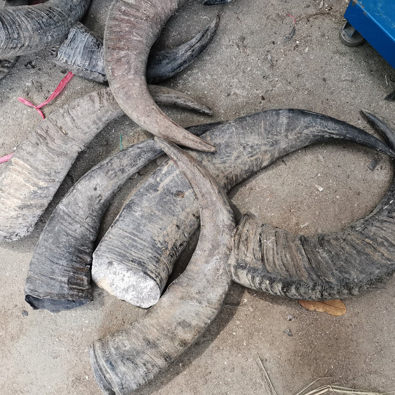 牛角天然水原材料diy摆件毛料实心牛角尖原料弹弓其他特色工艺品