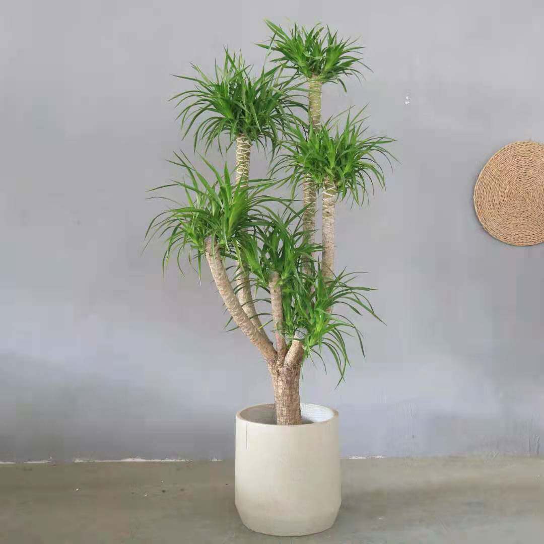 龙血叶植物室内网红植物耐阴观龙须树造型单杆老多头大型绿植