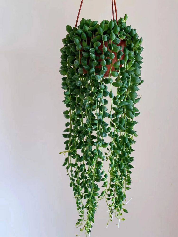 佛珠情人珍珠吊兰盆栽花卉室内多肉植物组合多肉植物