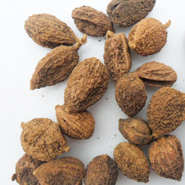 砂仁2斤包邮香料壳砂香砂中药材供应500g砂仁