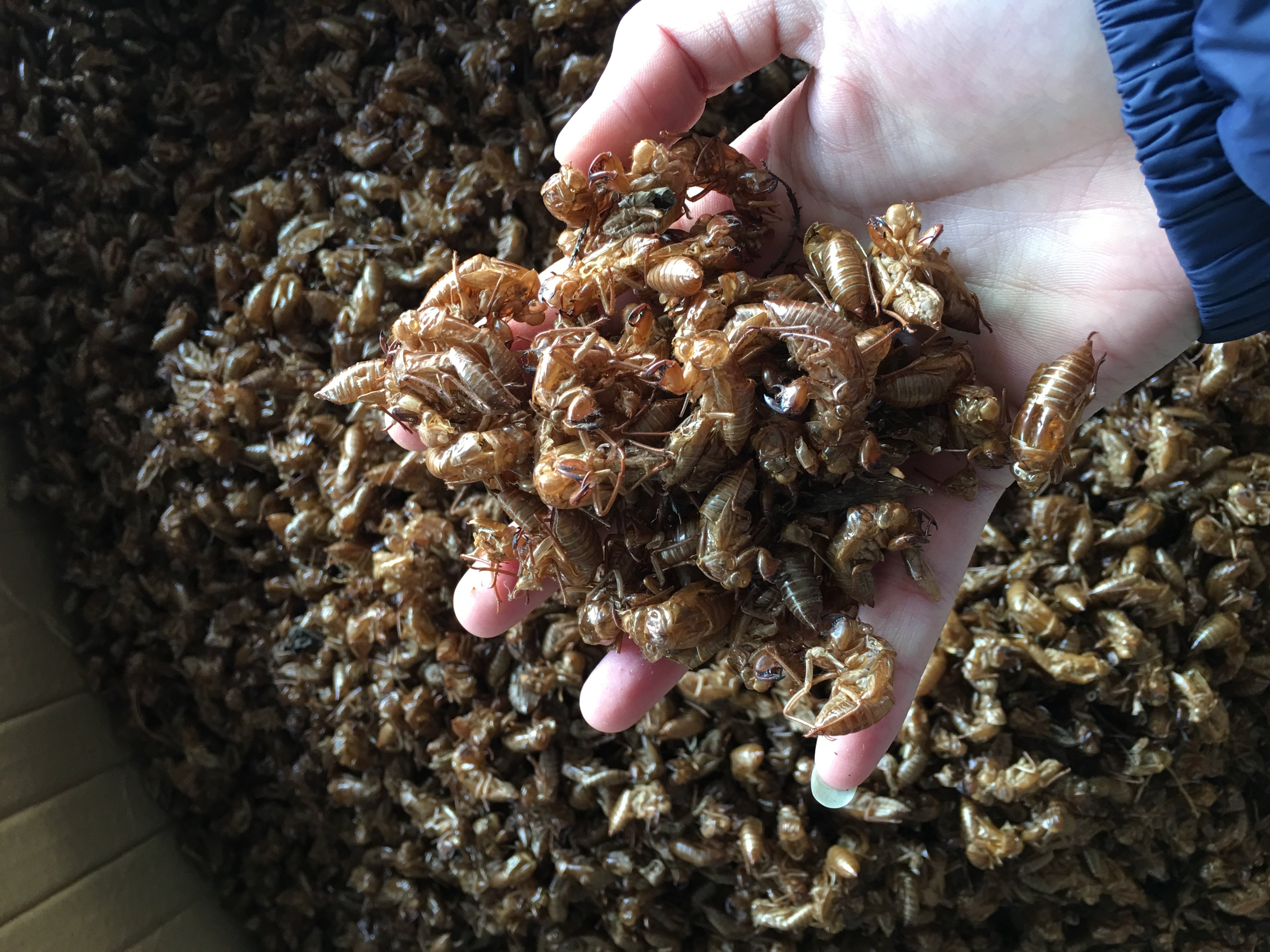 金蝉衣 蝉衣 蝉蜕知了皮 蝉退虫蜕 水洗干净 中草药材 500g克包邮