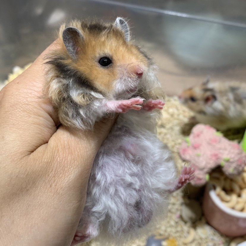 卷毛养活仓鼠熊仓鼠西施巨型虎纹上手可爱咬人仓鼠