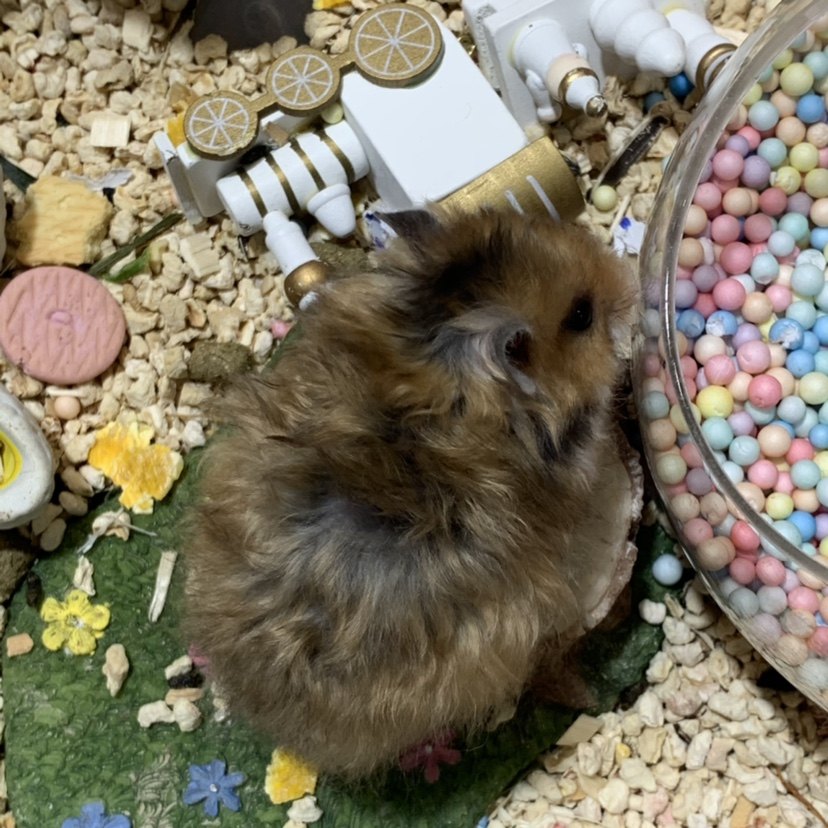 卷毛养活仓鼠熊仓鼠西施巨型虎纹上手可爱咬人仓鼠