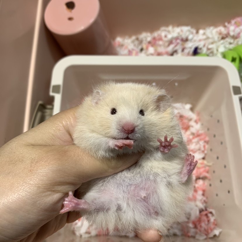 直播专拍1号接地家养长毛金丝熊超浅其他