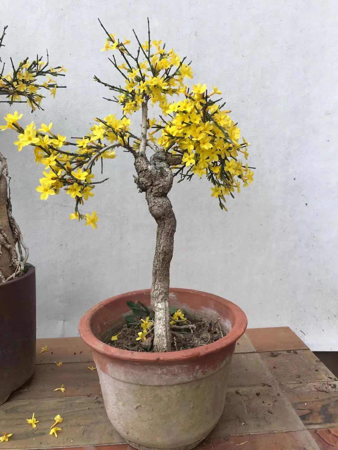 老桩迎春绿植桩型盆栽迎春花盆景一物一拍实时时令草本花卉