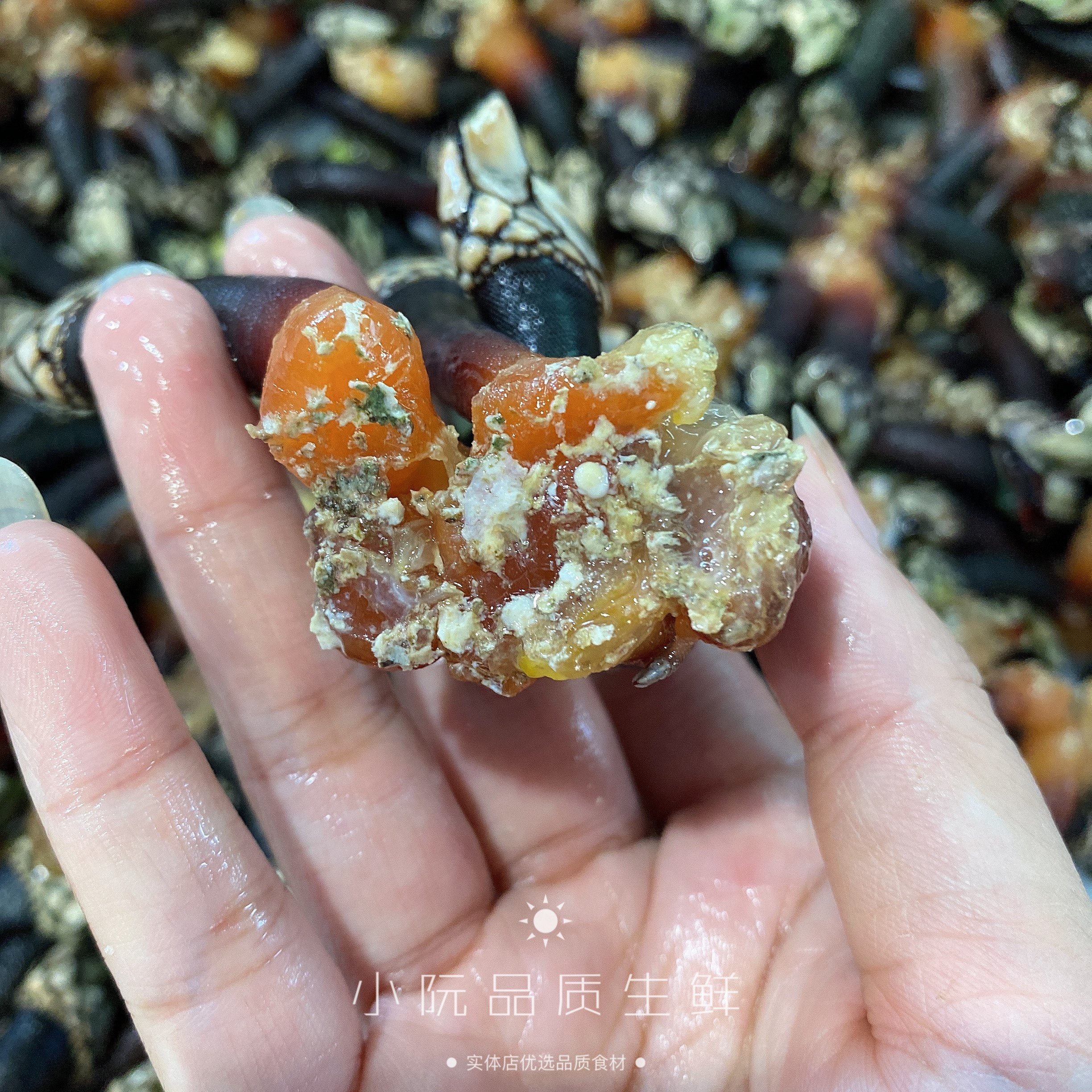 藤壶西班牙500g新鲜野生佛手螺狗爪螺龟脚鸡爪其它