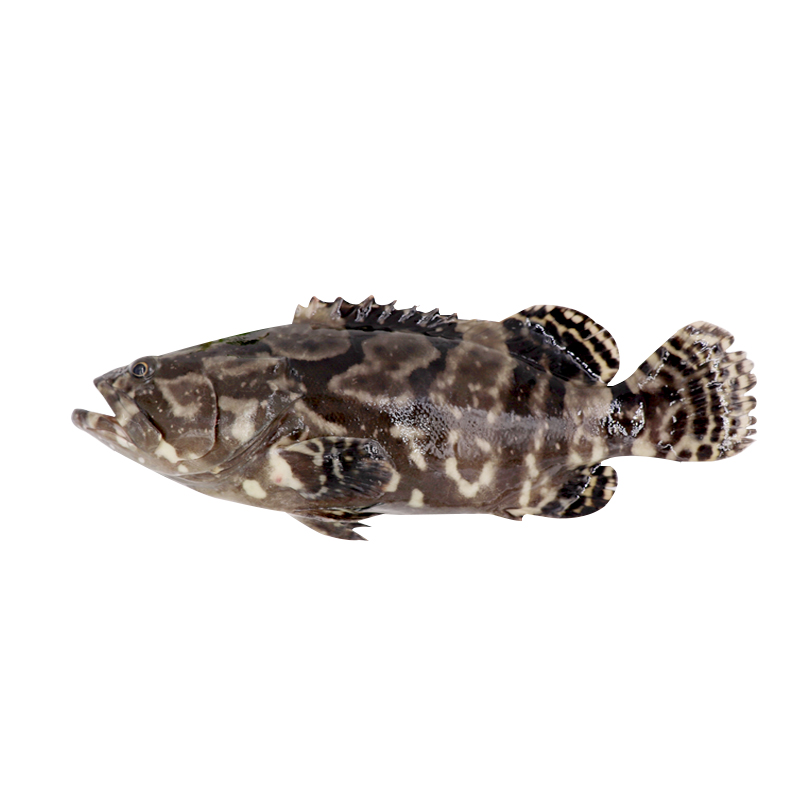 鲜活上海老虎斑龙龙胆石斑鱼龙趸海鲜海鱼水产斑鱼