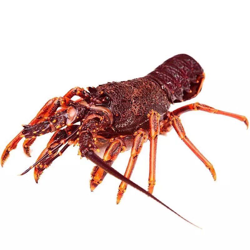 龙虾上海闪送鲜活澳龙澳洲澳洲龙500g海鲜活体活虾