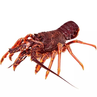 上海闪送鲜活澳龙澳洲龙虾500g海鲜活体龙虾进口花龙小青龙一斤