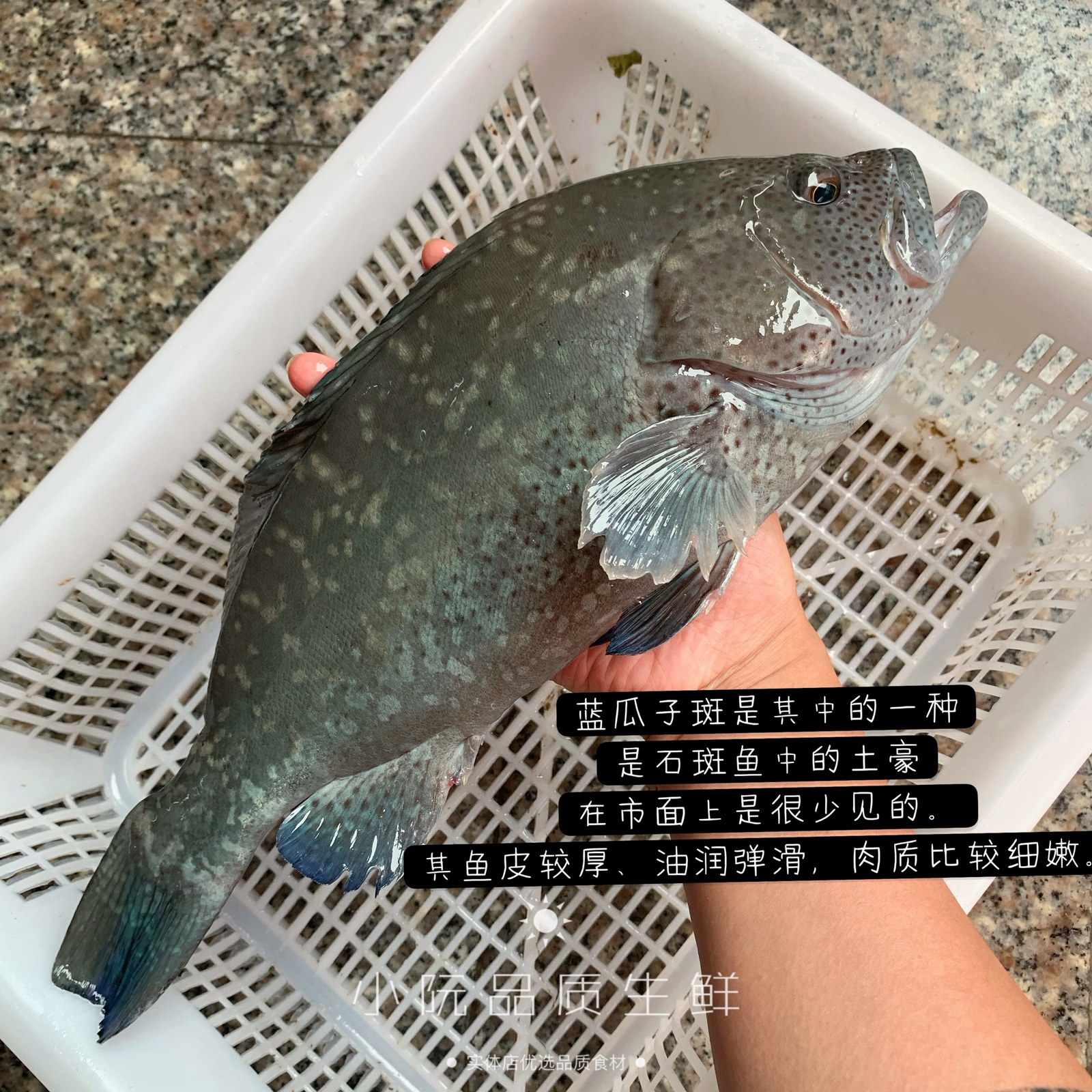 野生鲜活瓜子一斤称重海鲜青石石斑鱼老虎斑龙斑鱼