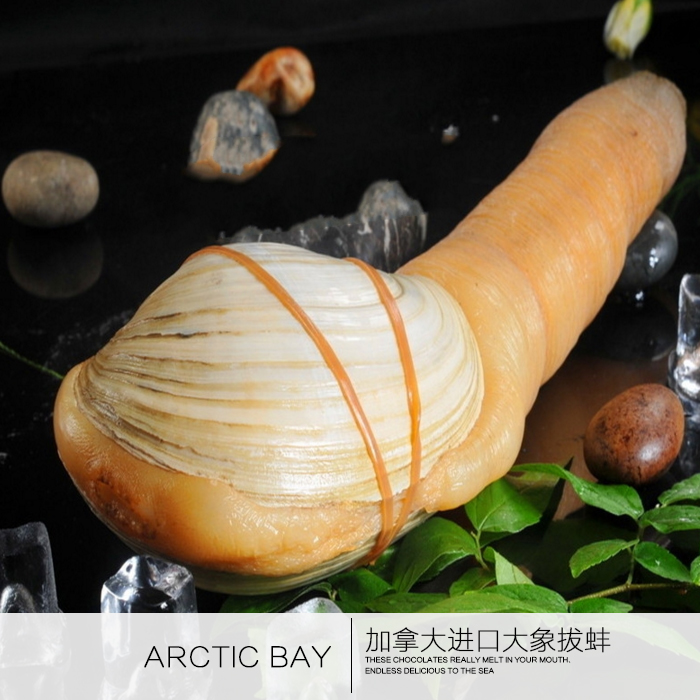上海闪送包活加拿大进口干蚌鲜活野生象拔蚌刺身皇帝