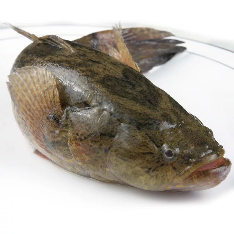 笋壳上海500g顺丰辅食鱼宝宝海鲜新鲜闪送黄笋壳淡水鱼类