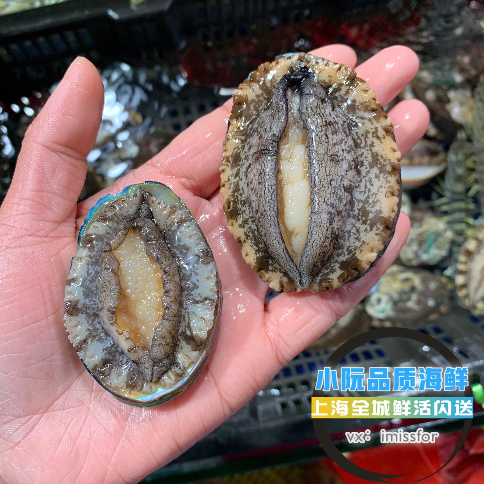 鲍鱼鲜活新鲜野生大个活体500g海鲜水产贝类鲍鱼