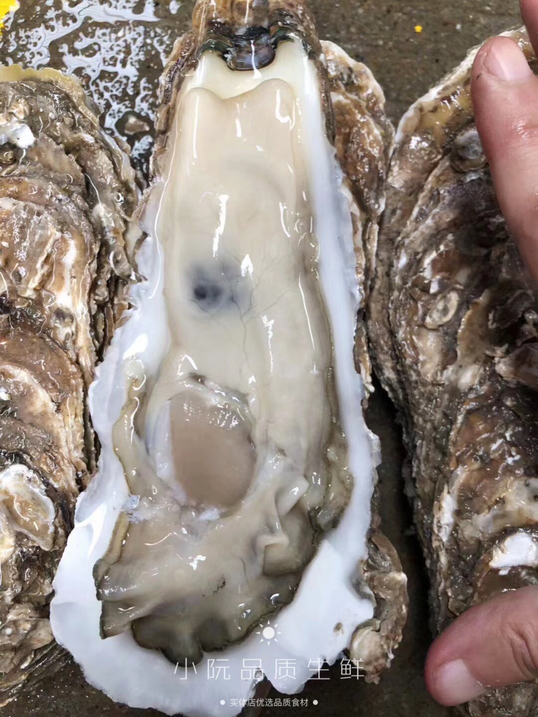 网红巨无霸拖鞋王拖鞋生蚝乳山牡蛎超大巨型特大生蚝