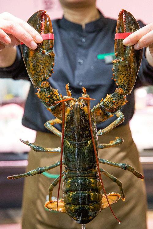 波士顿龙虾9斤海鲜鲜活水产进口特大波龙澳洲活虾